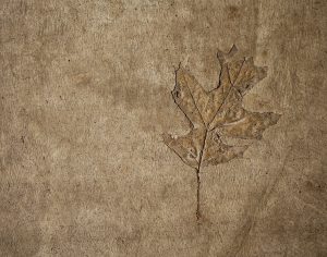 Fossilized leaf in bedrock
