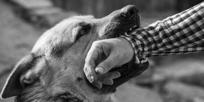 What to Do If a Dog Bites You in Minnesota