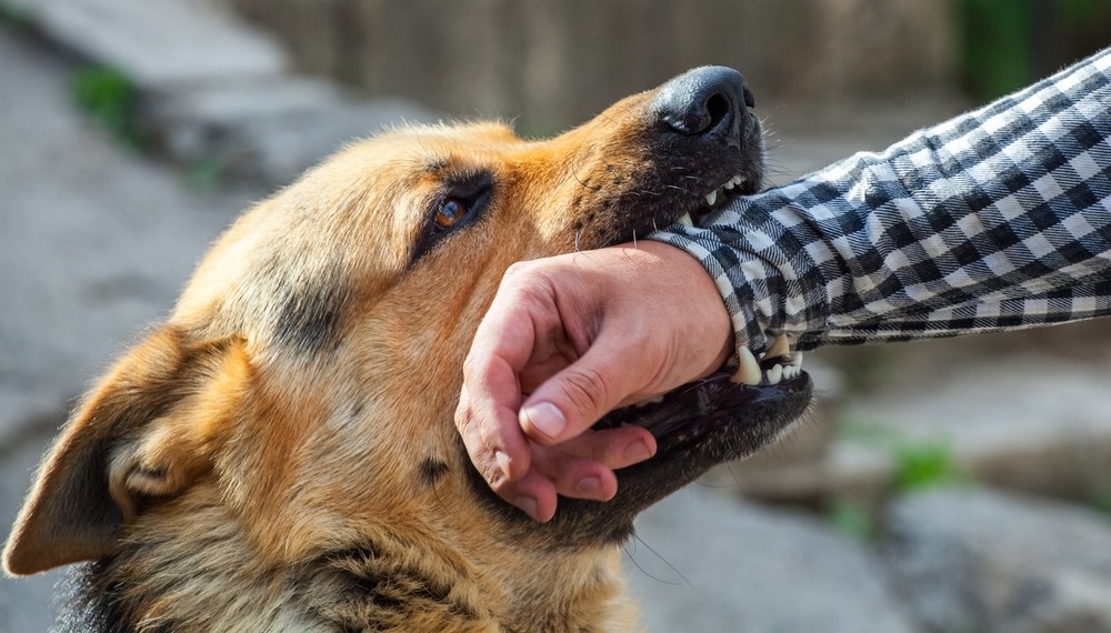 What to Do If a Dog Bites You in Minnesota